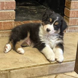 1 - Black tri-color male Australian Shepherd puppy in Dayton, Ohio from Willowlake Australian Shepherds