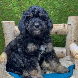Chipmunk - Phantom male Bernedoodle puppy in Williamson, New York from Lakeside Doodles