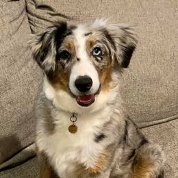 Miniature Australian Shepherds from RidgeTop Aussies