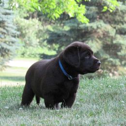 Girl 3 - Chocolate Labrador Retriever puppy in Oregon, Illinois from Molly Ziegler's Labrador Retrievers
