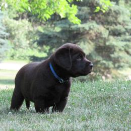 Girl 3 - Chocolate Labrador Retriever puppy in Oregon, Illinois from Molly Ziegler's Labrador Retrievers