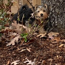 Assorted Doodle Crosses, Double Doodle, Maltipoo, Morkie, and Yorkipoo Puppies from Danza Bolo