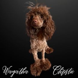Wagatha Christie - Aussiedoodle