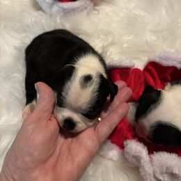 Bat man - Black and white female Boston Terrier puppy in Covington, Georgia from Tuxedo Bostons of Atlanta