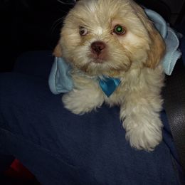 Shih Tzu Puppies from N.F.S.T Imperial ShihTzu Puppies.