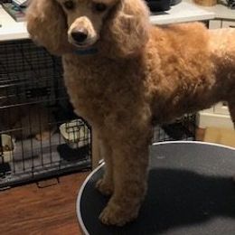 Poodles from Tango's Haus Poodles