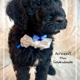 ANTHONY - Black male Goldendoodle puppy in Houston, Texas from Pia’s Doodle Poodle Wag
