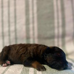 Tundra - Sable female Poodle puppy in Quitman, Mississippi from P&D Palace