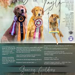 Dark blue - Golden male Golden Retriever puppy in Salt Lake City, Utah from Soaring golden retrievers