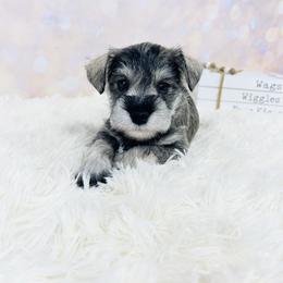 Crystal Snow (purple) - Salt and pepper female Miniature Schnauzer puppy in Springfield, Tennessee from My Lovable Schnauzers