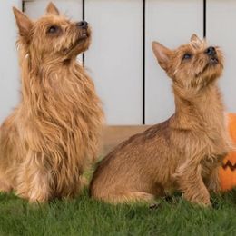 Australian Terriers and Standard Schnauzers from CopperTop Australian Terriers