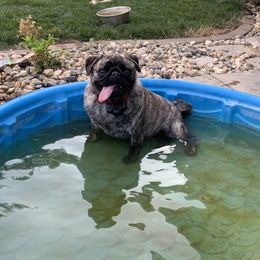 Pug All Grown Up from Katy Holland