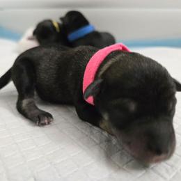 Hot Pink Collar - Black female Miniature Schnauzer puppy in Hurst, Texas from SSPuppy - Sophisticated Schnauzers