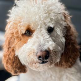 Maple - Goldendoodle