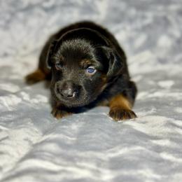 Mountain Dew - Black tri male Miniature Australian Shepherd puppy in Lincoln, California from Country Dreams Mini Aussies