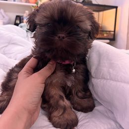 Girl 2 - Liver and white Shih Tzu puppy in Oxnard, California from California Shih Tzu