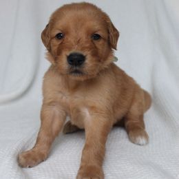 Girl 6 - Golden female Golden Retriever puppy in Landrum, South Carolina from Golden Dreams