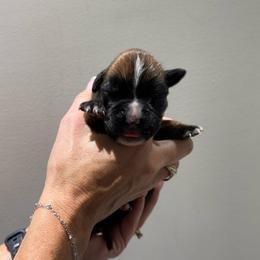 Atlas - Fawn male Boxer puppy in Jamesville, New York from Reynolds Homestead Boxers