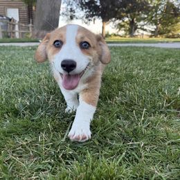 'Julie' pink collar female - Black and tan female Companion Cross puppy in Parma, Idaho from Chelsea’s Cowgirl Corgis
