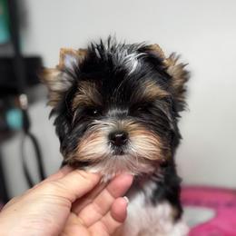 Allure Sachs Keen Spirit - Black tan and white male Biewer Terrier puppy in Woodside, New York from Allure Biewer Terriers
