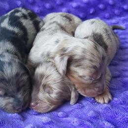 Black tan dapple - Dapple female Dachshund puppy in Ashford, Alabama from Circle City Dachshunds
