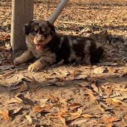 Tillie - Red merle female Australian Shepherd puppy in Macon, Georgia from Shaina’s Shepherds