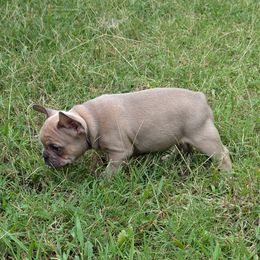 French Bulldog Puppies from BSGM Frenchies