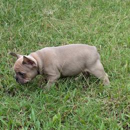 French Bulldog Puppies from BSGM Frenchies