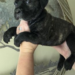 Dark Pink - Black brindle female Cane Corso puppy in Yale, Michigan from Titan Farms