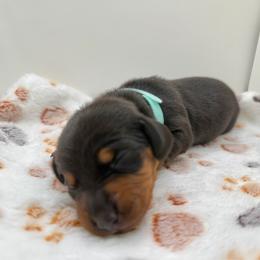 Blue - Black and tan female Dachshund puppy in Bakersfield, California from KC Doxies