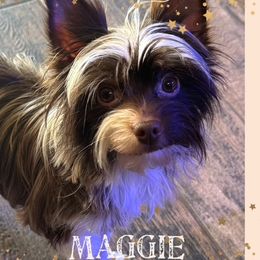 Maggie - Yorkshire Terrier
