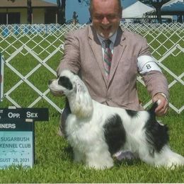 Marlo - Cocker Spaniel