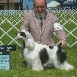 Marlo - Cocker Spaniel