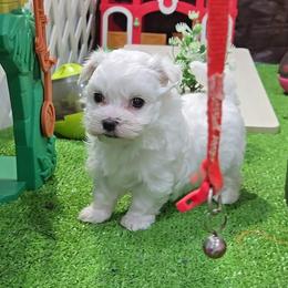 Jerry - White male Maltese puppy in Aurora, Missouri from KnJ Precious Paws LLC