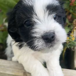 Oreo - AKC - Black and white male Havanese puppy in Mc Louth, Kansas from Harmony Valley Cavaliers & Havanese