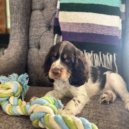 English Springer Spaniel Puppies from South Texas Springers