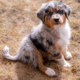 Australian Shepherd and Miniature Australian Shepherd Puppies from Black Hills Aussies