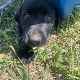 Labrador Retriever Puppies from Retrieving Labradors