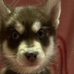 Siberian Huskies from Sherman's Siberian Husky Palace