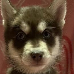 Siberian Huskies from Sherman's Siberian Husky Palace