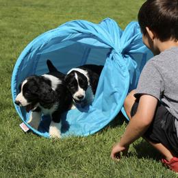 English Springer Spaniel Puppies from Carol Jansen's Cascadian Springer Spaniels