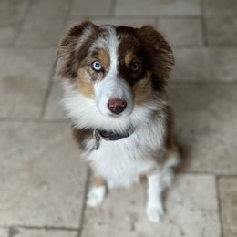 Bella - Miniature Australian Shepherd