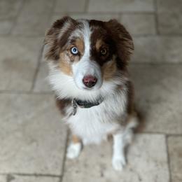 Bella - Miniature Australian Shepherd