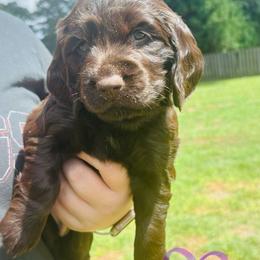 Grey - Liver male Boykin Spaniel puppy in Dublin, Georgia from Ashcraft's Boykin Spaniels