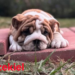 Ezekiel - Red male Bulldog puppy in Lakeland, Florida from Fur Love And Puppies