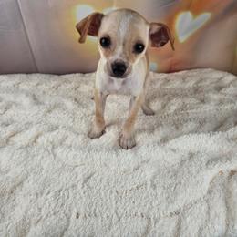 Sable - Cream and white male Chihuahua puppy in Decatur, Illinois from We R Puppies-Petite Pups