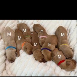 Pick - Golden male Golden Retriever puppy in Huntington Beach, California from Beach Cities Golden Retrievers