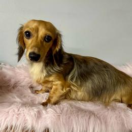 Mable - Dachshund
