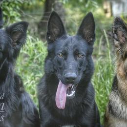 German Shepherds from Von Odenwald German Shephers