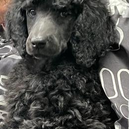 Purple-Violet - Black female Poodle puppy in Hamilton Square, New Jersey from Sweet Standards